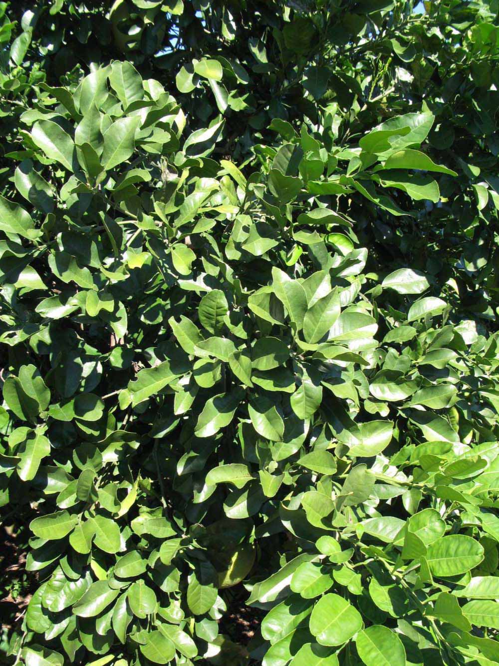              Sun leaves (Winter Haven, FL)       